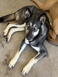 Shelter Stray Female Dog last seen Near BLOCK W. BASELINE RD, 333 Chandler Pl, San Bernardino, CA 92408, USA