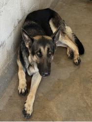 Shelter Stray Female Dog last seen BASELINE AND 215, 333 Chandler Pl, San Bernardino, CA 92408, USA