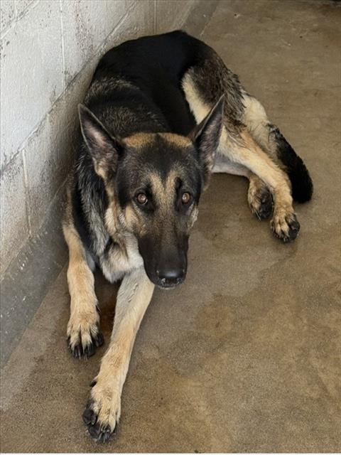 Shelter Stray Female Dog last seen BASELINE AND 215, 333 Chandler Pl, San Bernardino, CA 92408, USA