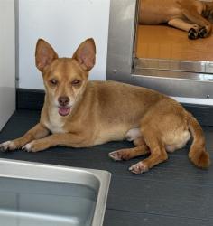 Shelter Stray Male Dog last seen Near BLOCK W LAUREL, 333 Chandler Pl, San Bernardino, CA 92408, USA