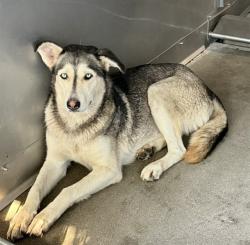 Shelter Stray Female Dog last seen WESTERN X TRENTON ST, 333 Chandler Pl, San Bernardino, CA 92408, USA