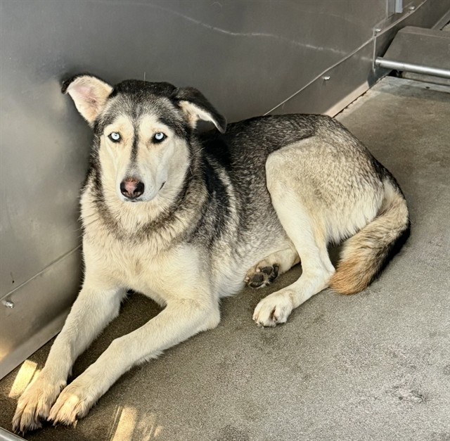 Shelter Stray Female Dog last seen WESTERN X TRENTON ST, 333 Chandler Pl, San Bernardino, CA 92408, USA