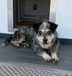 Shelter Stray Male Dog last seen Near BLOCK MILLER AV, 333 Chandler Pl, San Bernardino, CA 92408, USA
