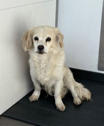 Shelter Stray Male Dog last seen Near BLOCK W BELLO DR, 333 Chandler Pl, San Bernardino, CA 92408, USA