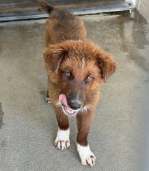 Shelter Stray Male Dog last seen MEDICALCENTER, 333 Chandler Pl, San Bernardino, CA 92408, USA