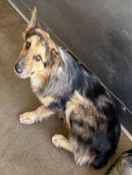Shelter Stray Male Dog last seen FOUND ON FREEWAY, 333 Chandler Pl, San Bernardino, CA 92408, USA