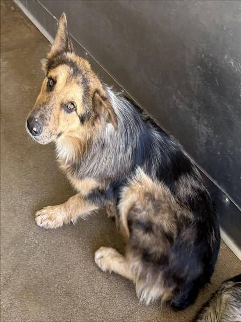 Shelter Stray Male Dog last seen FOUND ON FREEWAY, 333 Chandler Pl, San Bernardino, CA 92408, USA