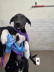 Shelter Stray Male Dog last seen Near BLOCK N LILAC AVE, 333 Chandler Pl, San Bernardino, CA 92408, USA