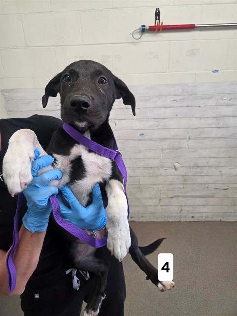Shelter Stray Male Dog last seen Near BLOCK N LILAC AVE, 333 Chandler Pl, San Bernardino, CA 92408, USA
