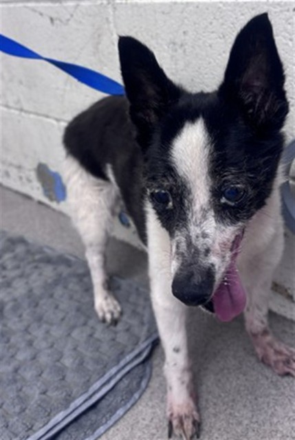 Shelter Stray Male Dog last seen , 333 Chandler Pl, San Bernardino, CA 92408, USA