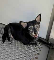 Shelter Stray Male Dog last seen E ST AND ORANGE SHOW RD, 333 Chandler Pl, San Bernardino, CA 92408, USA