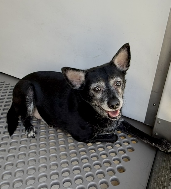 Shelter Stray Male Dog last seen E ST AND ORANGE SHOW RD, 333 Chandler Pl, San Bernardino, CA 92408, USA
