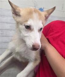 Shelter Stray Male Dog last seen VETRANS PARK, 333 Chandler Pl, San Bernardino, CA 92408, USA