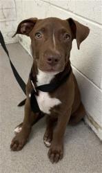 Shelter Stray Female Dog last seen 8TH & ARROWHEAD, 333 Chandler Pl, San Bernardino, CA 92408, USA