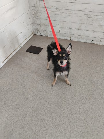 Shelter Stray Female Dog last seen LYNWOOD & MOUNTAIN, 333 Chandler Pl, San Bernardino, CA 92408, USA
