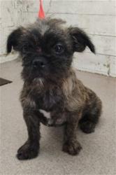 Shelter Stray Female Dog last seen BASELINE ST & N CALIFORNIA ST, SAN BERNARDINO, CA, 92411, USA, 333 Chandler Pl, San Bernardino, CA 92408, USA