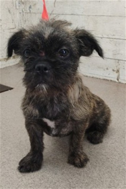 Shelter Stray Female Dog last seen BASELINE ST & N CALIFORNIA ST, SAN BERNARDINO, CA, 92411, USA, 333 Chandler Pl, San Bernardino, CA 92408, USA