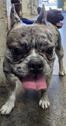 Shelter Stray Male Dog last seen CITRUS & ARROW, 333 Chandler Pl, San Bernardino, CA 92408, USA