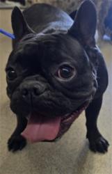Shelter Stray Female Dog last seen CITRUS & ARROW, 333 Chandler Pl, San Bernardino, CA 92408, USA