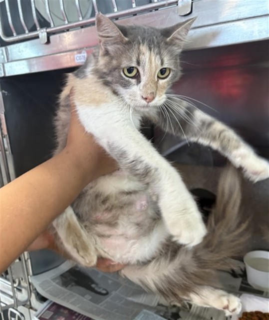 Shelter Stray Female Cat last seen W EVANS ST & WESTERN AVE, SAN BERNARDINO, CA, 92411, USA, 333 Chandler Pl, San Bernardino, CA 92408, USA