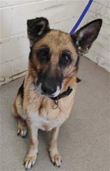 Shelter Stray Female Dog last seen WASHINGTON, 333 Chandler Pl, San Bernardino, CA 92408, USA