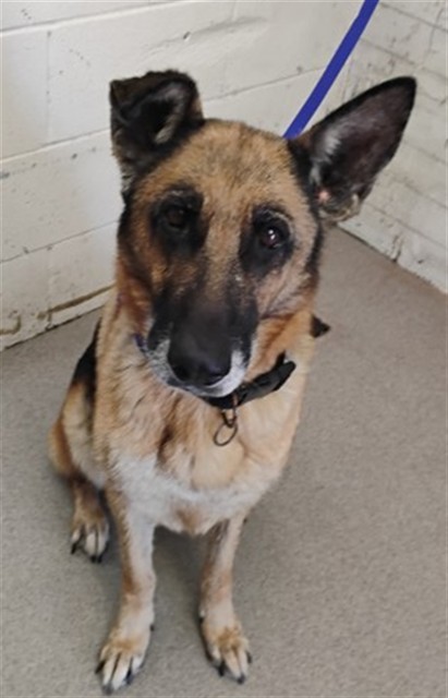 Shelter Stray Female Dog last seen WASHINGTON, 333 Chandler Pl, San Bernardino, CA 92408, USA