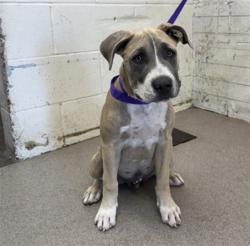 Shelter Stray Male Dog last seen E DATE ST AND N DEL ROSA AVE, 333 Chandler Pl, San Bernardino, CA 92408, USA