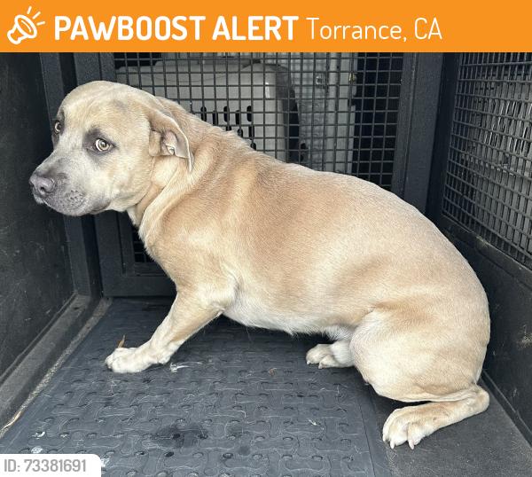 Found/Stray Male Dog last seen Madison Street and Madison Court, Torrance, CA 90505