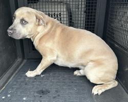 Found/Stray Male Dog last seen Madison Street and Madison Court, Torrance, CA 90505