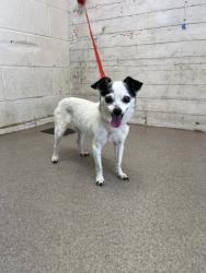 Shelter Stray Female Dog last seen BANANA AVE X CHERRY AVE, 333 Chandler Pl, San Bernardino, CA 92408, USA
