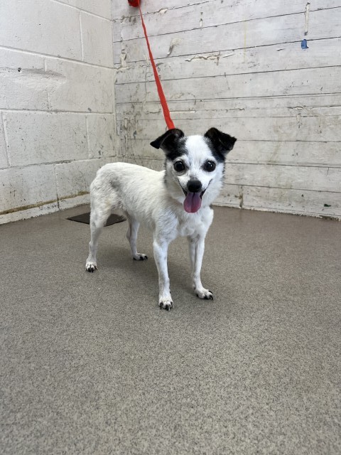 Shelter Stray Female Dog last seen BANANA AVE X CHERRY AVE, 333 Chandler Pl, San Bernardino, CA 92408, USA