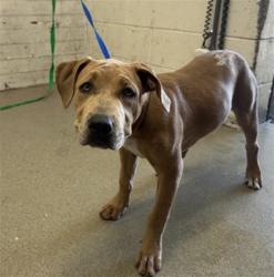Shelter Stray Female Dog last seen E DATE ST AND N DEL ROSA AVE, 333 Chandler Pl, San Bernardino, CA 92408, USA