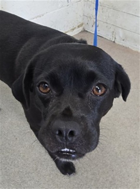 Shelter Stray Female Dog last seen , 333 Chandler Pl, San Bernardino, CA 92408, USA