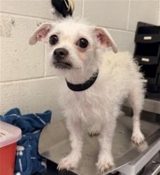 Shelter Stray Female Dog last seen , 333 Chandler Pl, San Bernardino, CA 92408, USA