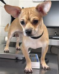 Shelter Stray Male Dog last seen , 333 Chandler Pl, San Bernardino, CA 92408, USA