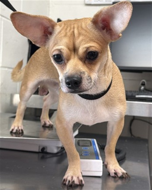 Shelter Stray Male Dog last seen , 333 Chandler Pl, San Bernardino, CA 92408, USA