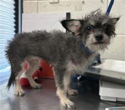 Shelter Stray Female Dog last seen , 333 Chandler Pl, San Bernardino, CA 92408, USA