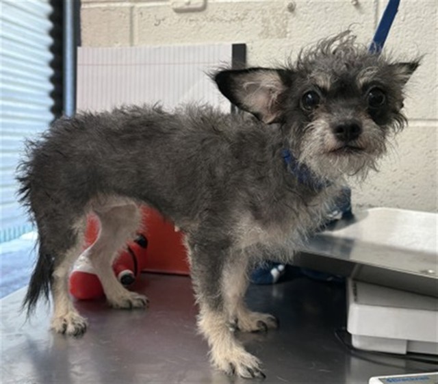 Shelter Stray Female Dog last seen , 333 Chandler Pl, San Bernardino, CA 92408, USA
