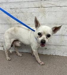 Shelter Stray Male Dog last seen 17TH & MASSACHUSETTS, 333 Chandler Pl, San Bernardino, CA 92408, USA