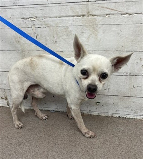 Shelter Stray Male Dog last seen 17TH & MASSACHUSETTS, 333 Chandler Pl, San Bernardino, CA 92408, USA