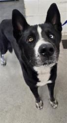 Shelter Stray Male Dog last seen BANANA X  WOODLAND, 333 Chandler Pl, San Bernardino, CA 92408, USA