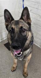 Shelter Stray Female Dog last seen E. OLIVE ST. AND NORTH MOUNT VERNON, 333 Chandler Pl, San Bernardino, CA 92408, USA