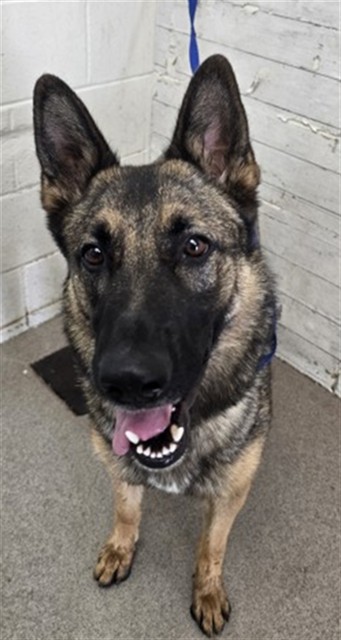 Shelter Stray Female Dog last seen E. OLIVE ST. AND NORTH MOUNT VERNON, 333 Chandler Pl, San Bernardino, CA 92408, USA