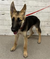 Shelter Stray Female Dog last seen Near BLOCK HALLMARK PKWY, 333 Chandler Pl, San Bernardino, CA 92408, USA