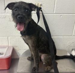 Shelter Stray Female Dog last seen , 333 Chandler Pl, San Bernardino, CA 92408, USA