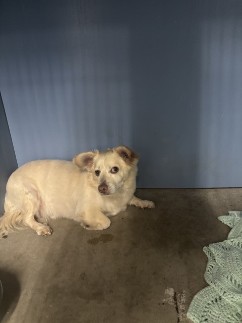 Shelter Stray Male Dog last seen MILL X TIPPECANOE, 333 Chandler Pl, San Bernardino, CA 92408, USA
