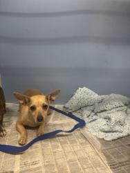 Shelter Stray Female Dog last seen MILL X TIPPECANOE, 333 Chandler Pl, San Bernardino, CA 92408, USA