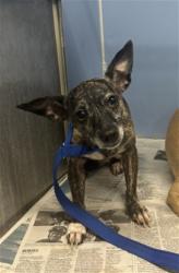 Shelter Stray Female Dog last seen MILL X TIPPECANOE, 333 Chandler Pl, San Bernardino, CA 92408, USA