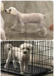 Lost Female Dog last seen E Lancaster & Watson st Fort Worth tx 76103, Fort Worth, TX 76103