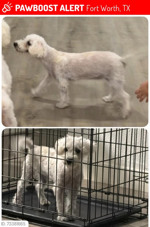 Lost Female Dog last seen E Lancaster & Watson st Fort Worth tx 76103, Fort Worth, TX 76103